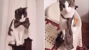 Кот выбирает себе гардероб