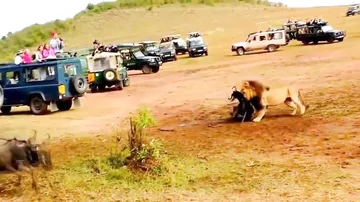 Разница в методах охоты у льва и львицы
