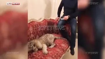 Флойду Мейвезеру подарили тигра в Москве