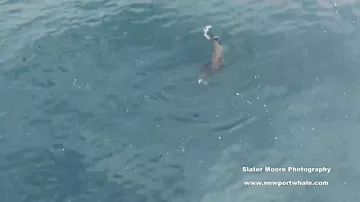 Голодный морской лев пообедал акулой