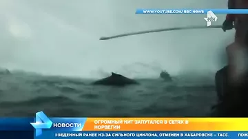 Огромный кит запутался в сетях в Норвегии