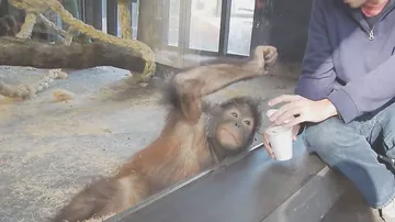 Как рассмешить обезьянку