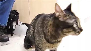 Кот из Айовы стал первым в мире животным-киборгом