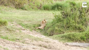 Прыткая зебра оставила львицу без обеда на глазах у туристов