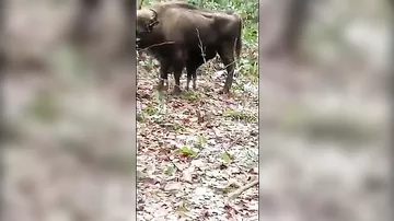 Şahdağ Milli Parkında zubr balası dünyaya gəlib