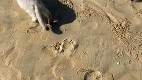 Кот на поводке потаскал ленивого соплеменника по вьетнамскому пляжу