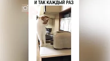 Видео реакции кошки на тостер рассмешило Сеть