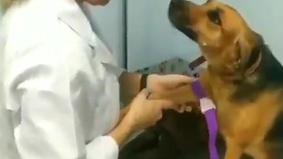 Терпеливая собака на приеме у ветеринара умилила Интернет