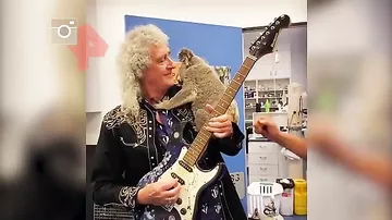 Гитарист группы Queen сыграл для выжившей в пожаре коалы