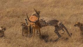 Семейство гепардов, как не старалось, не смогло справиться с прыткой антилопой в Кении