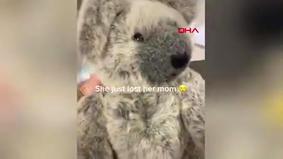 Bala koala oyuncaq ayını anası zənn edərək onu QUCAQLADI