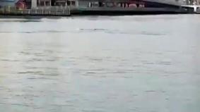 İstanbul boğazında delfinlər göründü