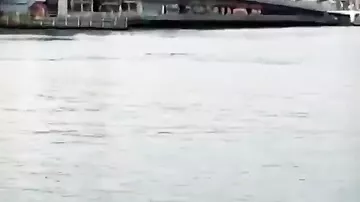 İstanbul boğazında delfinlər göründü
