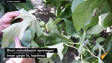Ağacdan dərib boşqaba tökdük: Əncir mürəbbəsi necə bişirilir